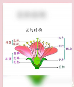 小众送妈妈的花有哪些花