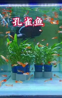 家里阳光不足怎么养花，选对植物种类，掌握养护技巧