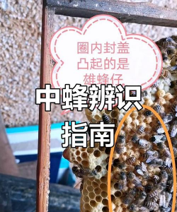 室内花卉装饰，提升居家氛围，打造自然空间