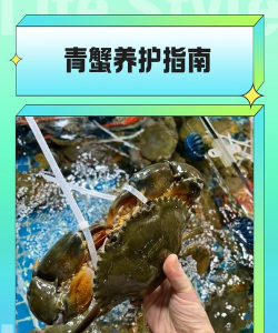 室内花卉装饰，提升居家氛围，打造自然空间