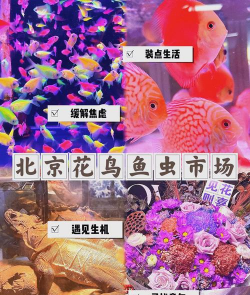 花卉鱼鸟市场，选购指南，新手避坑