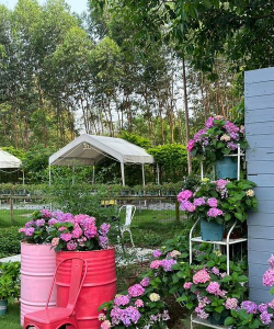 清远花卉小镇，赏花好去处，体验田园生活