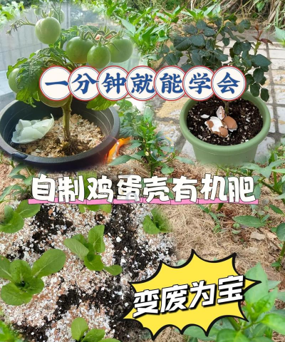 鸡蛋壳养花有什么作用，提升土壤肥力，改善植物生长