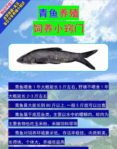 青鱼养殖，掌握关键技巧，提升养殖效益