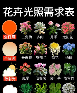 家里阳光不足怎么养花，选对植物种类，掌握养护技巧
