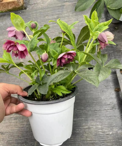 家里阳光不足怎么养花，选对植物种类，掌握养护技巧