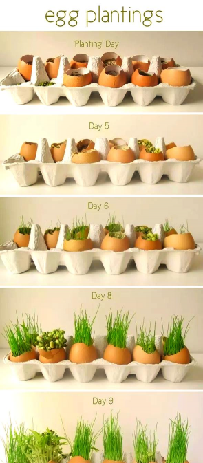 家里阳光不足怎么养花，选对植物种类，掌握养护技巧