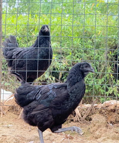 家里阳光不足怎么养花，选对植物种类，掌握养护技巧