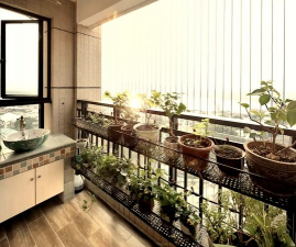 家里阳光不足怎么养花，选对植物种类，掌握养护技巧