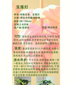 家里阳光不足怎么养花，选对植物种类，掌握养护技巧