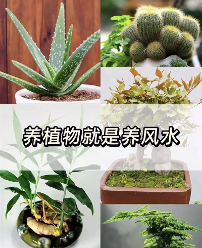 家里阳光不足怎么养花，选对植物种类，掌握养护技巧