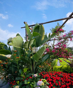 家里阳光不足怎么养花，选对植物种类，掌握养护技巧