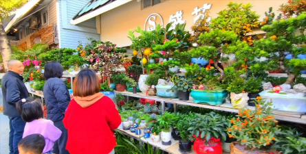 家里阳光不足怎么养花，选对植物种类，掌握养护技巧