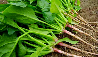 小众送妈妈的花有哪些花