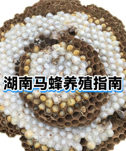 家里阳光不足怎么养花，选对植物种类，掌握养护技巧