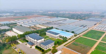 家里阳光不足怎么养花，选对植物种类，掌握养护技巧