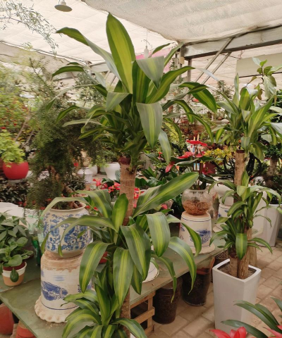 家里阳光不足怎么养花，选对植物种类，掌握养护技巧