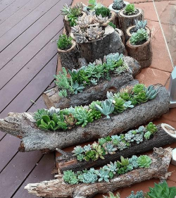 家里阳光不足怎么养花，选对植物种类，掌握养护技巧