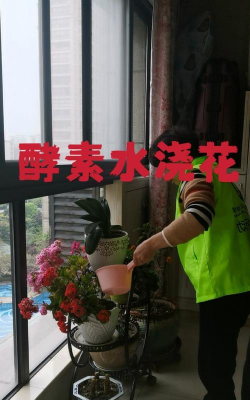 家里阳光不足怎么养花，选对植物种类，掌握养护技巧
