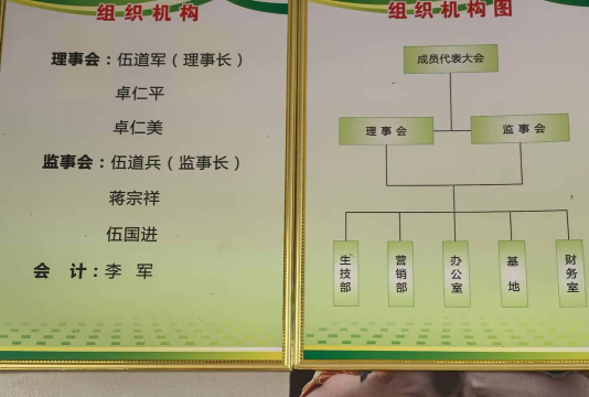 家里阳光不足怎么养花，选对植物种类，掌握养护技巧