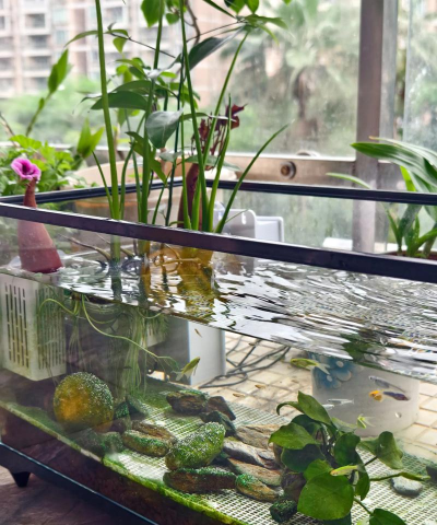 家里阳光不足怎么养花，选对植物种类，掌握养护技巧