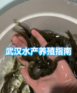 家里阳光不足怎么养花，选对植物种类，掌握养护技巧