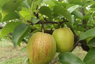 鸭梨的生长过程是什么样的