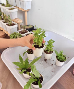 家里阳光不足怎么养花，选对植物种类，掌握养护技巧