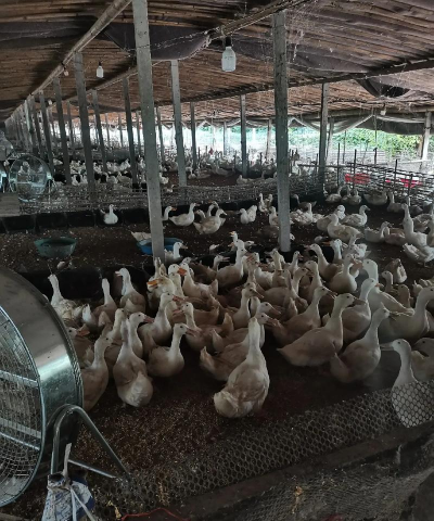 家里阳光不足怎么养花，选对植物种类，掌握养护技巧