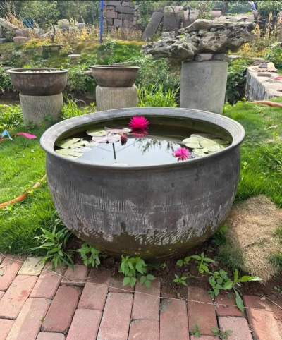 家里阳光不足怎么养花，选对植物种类，掌握养护技巧