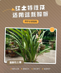 红土养花好吗,了解土壤特性,掌握正确用法 红土养花好吗,了解土壤特性,掌握正确用法