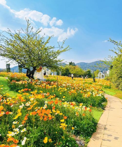 昆明花卉展,赏花好去处,体验春城魅力 昆明花卉展,赏花好去处,体验春城魅力