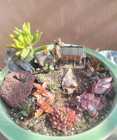 水宝宝养花的好处，提升观赏性，改善家居氛围