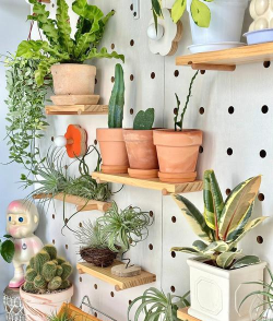 水宝宝养花的好处，提升观赏性，改善家居氛围