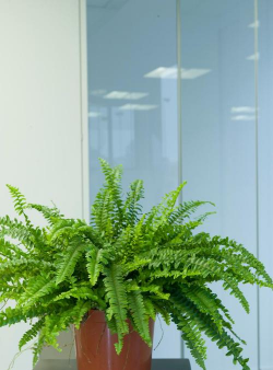 小众送妈妈的花有哪些花