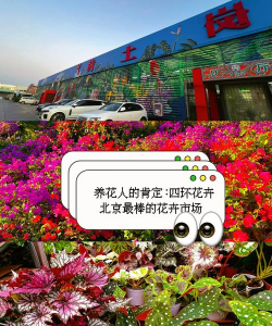 家里阳光不足怎么养花，选对植物种类，掌握养护技巧