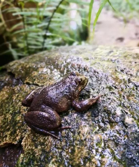 家里阳光不足怎么养花，选对植物种类，掌握养护技巧