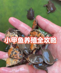 甲鱼养殖基地，选址要点，管理技巧