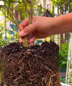 炉灰面养花，改善土壤透气，促进植物生长