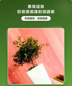 盆景花卉价格,影响因素多,选购有技巧 盆景花卉价格,影响因素多,选购有技巧