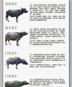 水牛养殖,常见问题解答,实用经验分享 水牛养殖,常见问题解答,实用经验分享