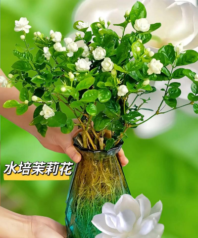 家里阳光不足怎么养花，选对植物种类，掌握养护技巧