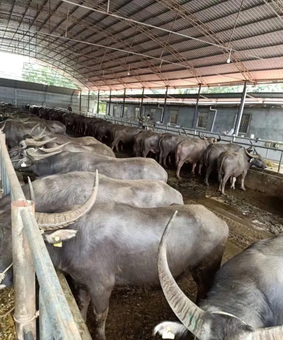 家里阳光不足怎么养花，选对植物种类，掌握养护技巧