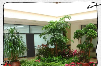 养花不好的人煞气多，养花常见问题，如何化解煞气