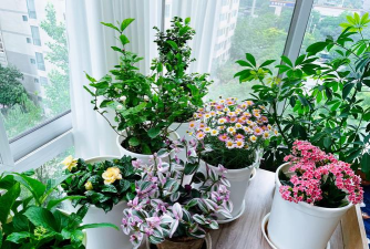家里阳光不足怎么养花，选对植物种类，掌握养护技巧
