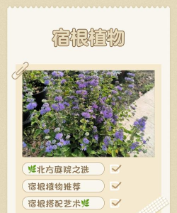 家里阳光不足怎么养花，选对植物种类，掌握养护技巧