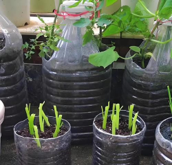 家里阳光不足怎么养花，选对植物种类，掌握养护技巧