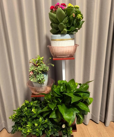 家里阳光不足怎么养花，选对植物种类，掌握养护技巧