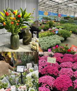 家里阳光不足怎么养花，选对植物种类，掌握养护技巧