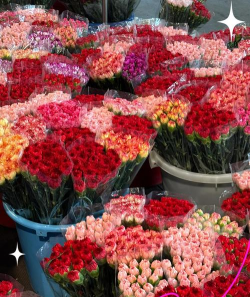 滘口花卉市场，买花好去处，品种多价格实惠